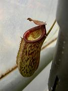 Nepenthes ventricosa x pectinata